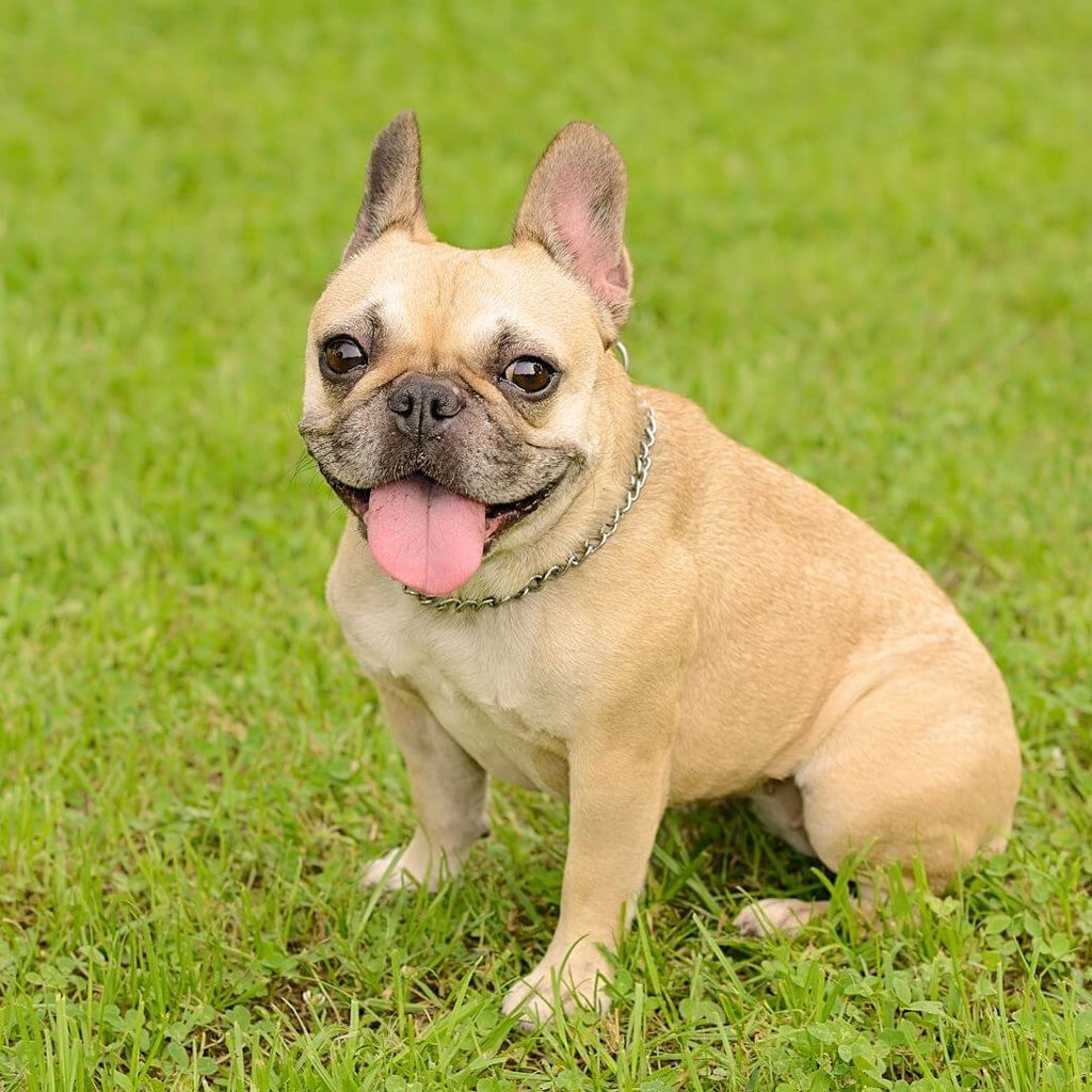 Top 5 Reasons Why People Love French Bulldogs