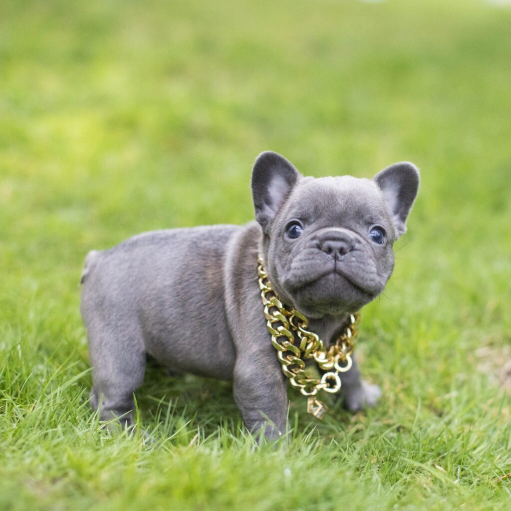 Top 5 Reasons Why People Love French Bulldogs