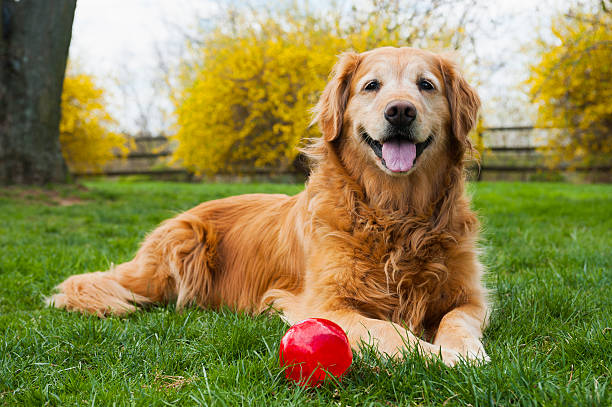 Top 5 Golden Retriever Training Tips