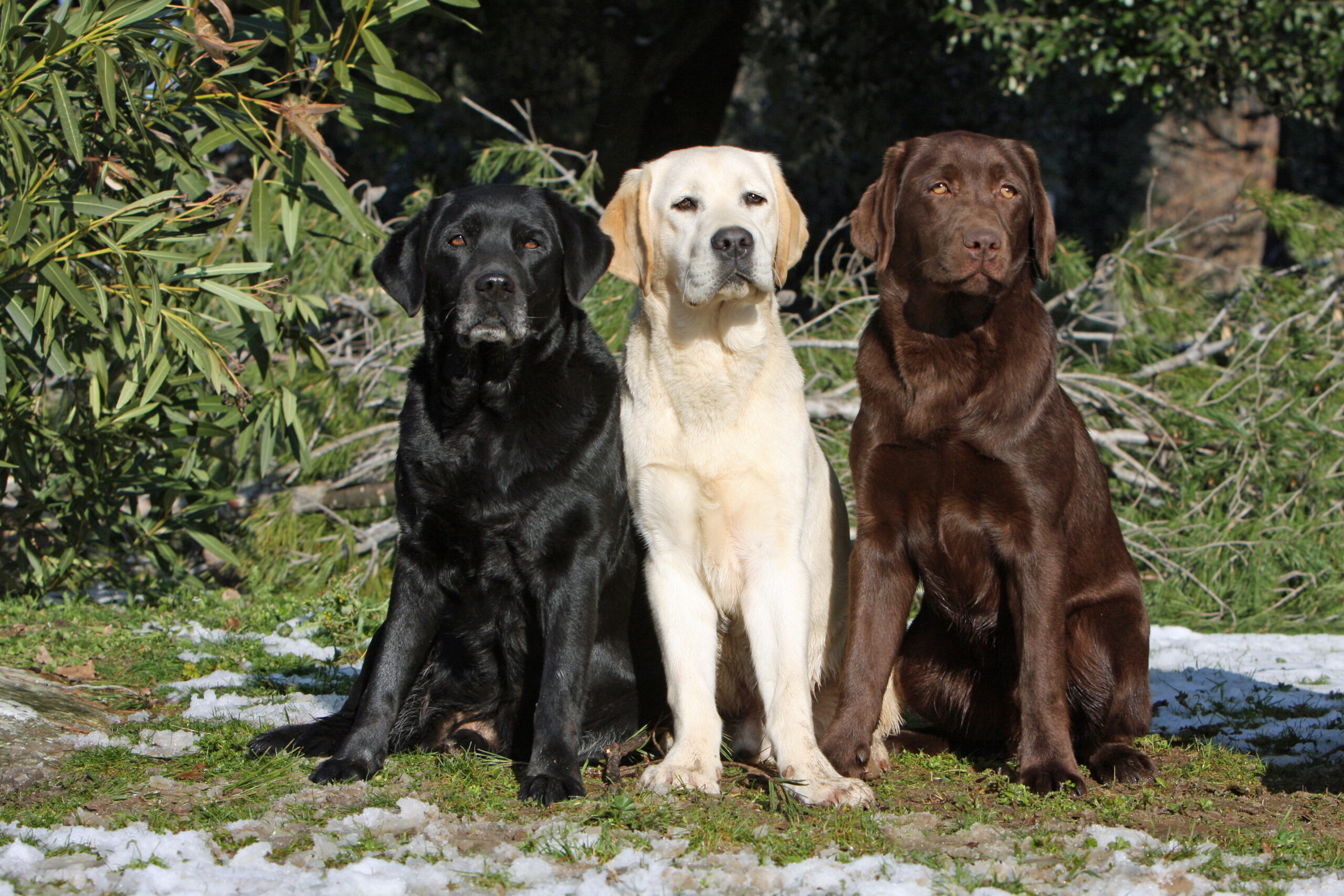 Golden Retriever vs. Labrador: Which Should You Get as a Pet?