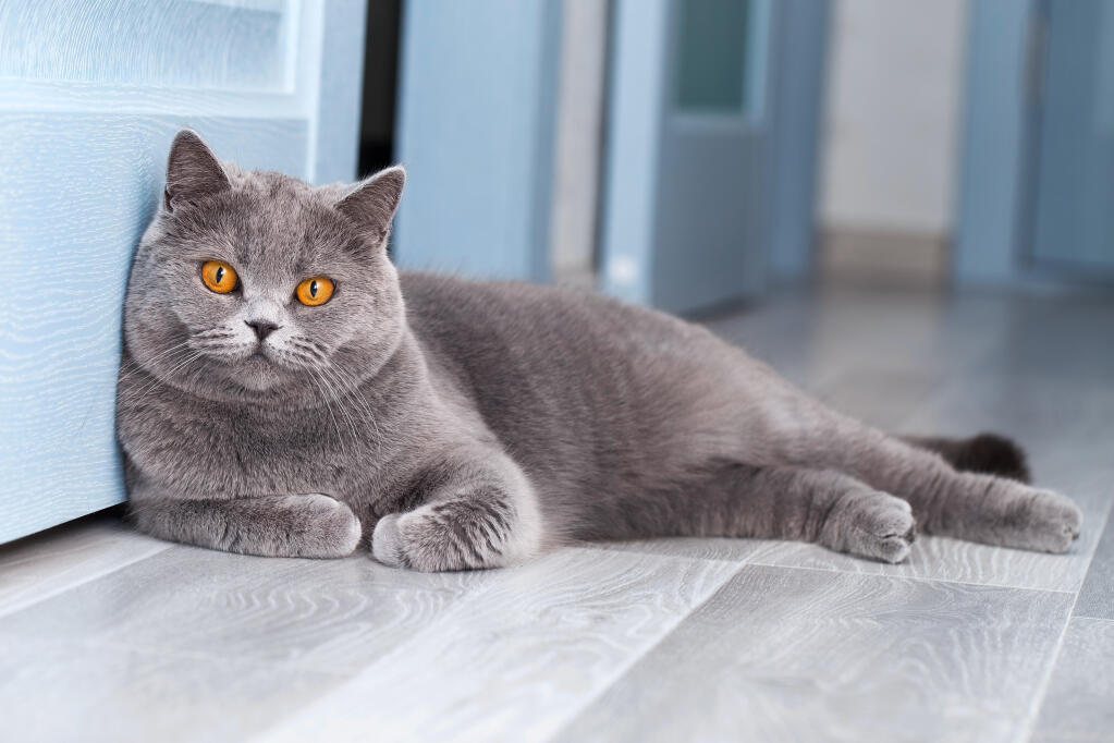 5 Best Indoor Cat Breeds for Apartments