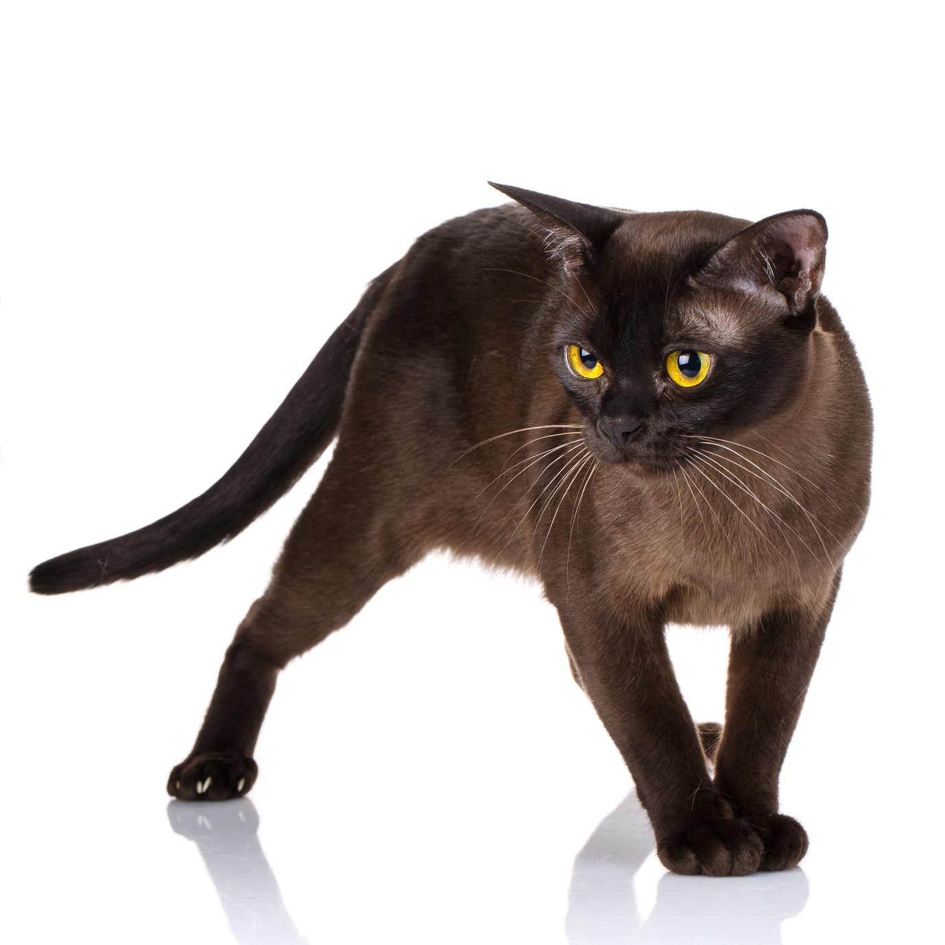 Top 5 Low-Energy Cat Breeds for Small Spaces