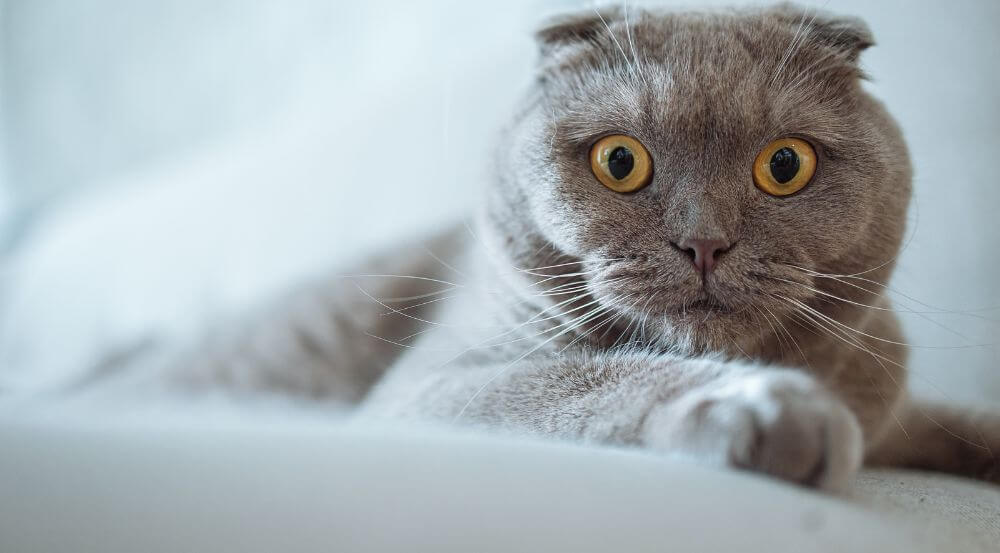 5 Best Cat Breeds for First-Time Owners