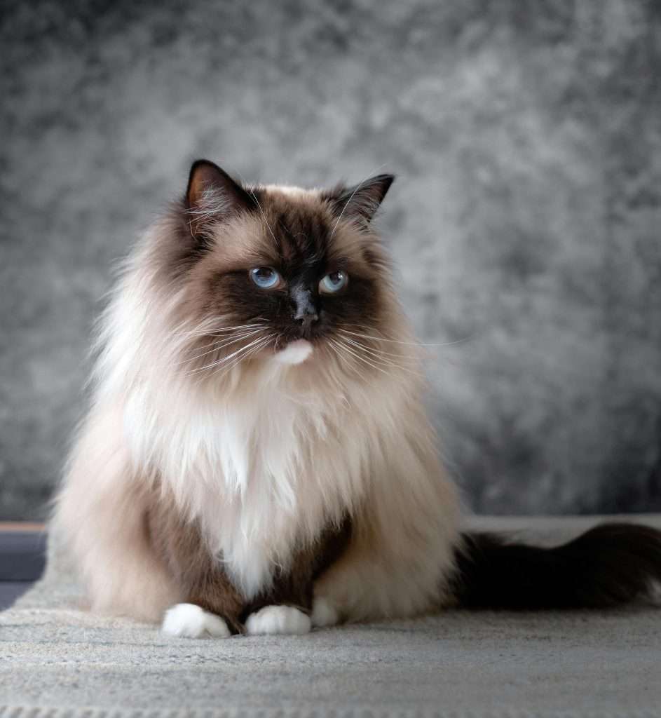 5 Best Cat Breeds for First-Time Owners