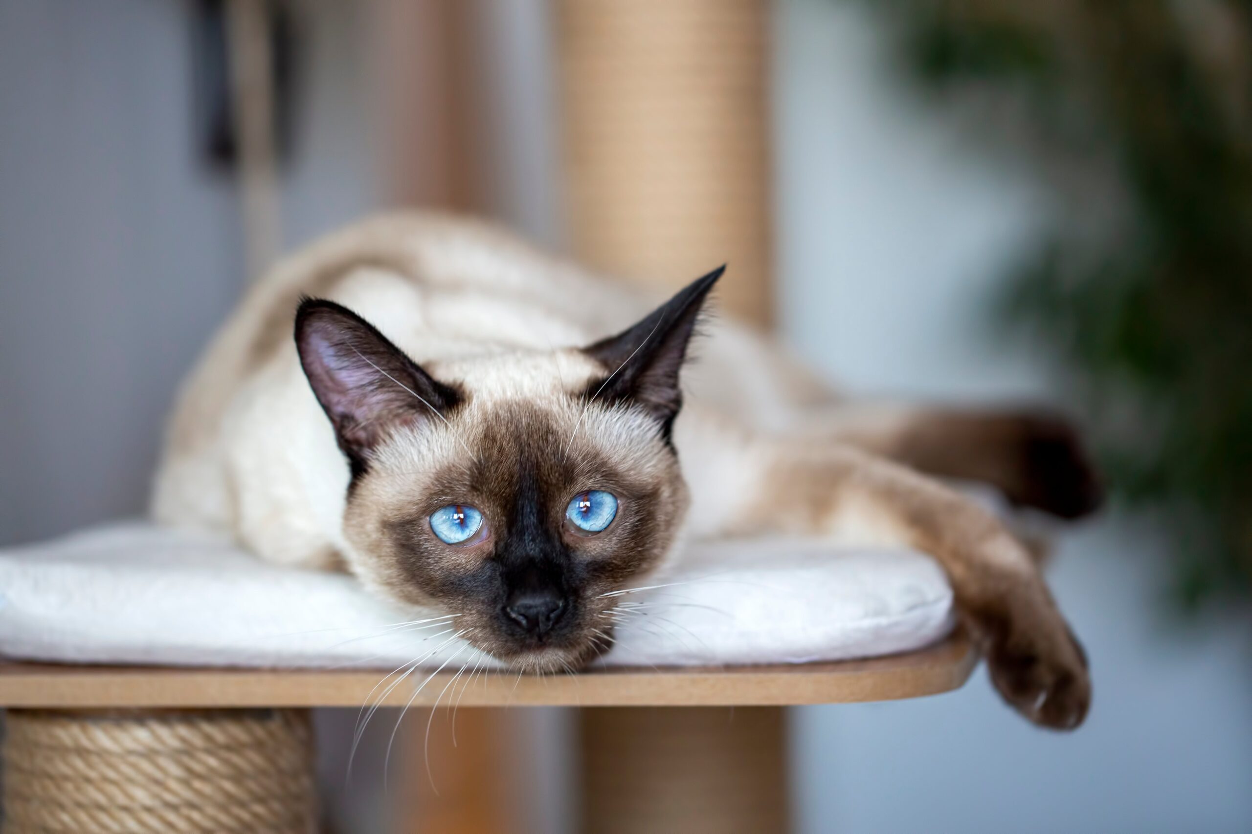 10 Traits of Siamese Cats You Should Know Before Bringing Them Home