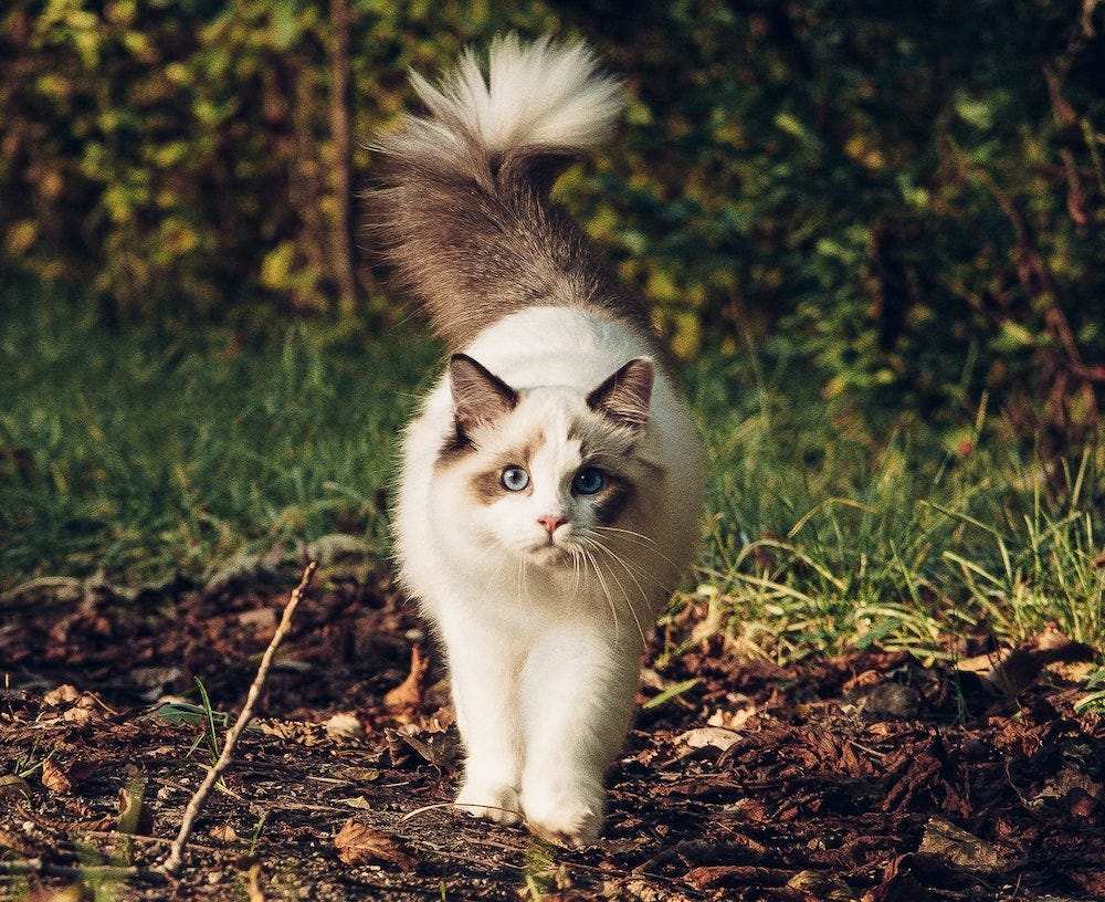 Are Ragdolls Good Family Pets?