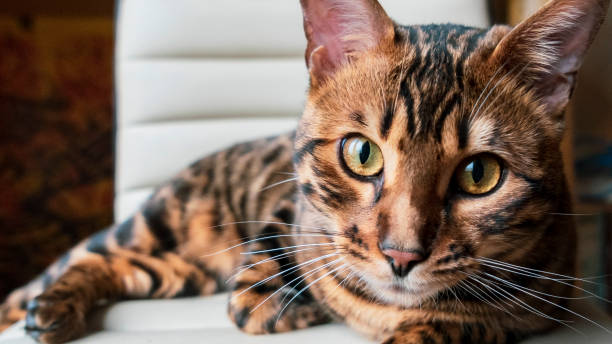 5 Rarest Cats You Didn’t Know Existed