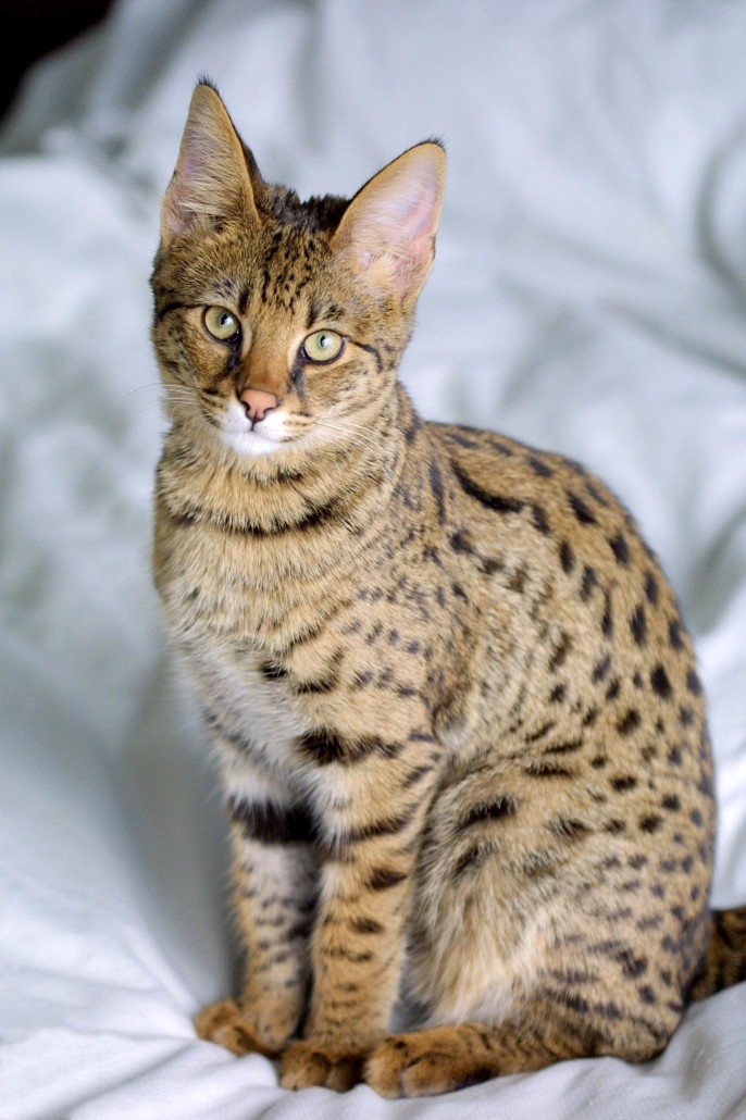 5 Rarest Cats You Did not Know Existed